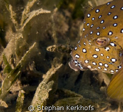 Yellow boxfish fem. (ostracion cubicus) taken in Na'ama bay. by Stephan Kerkhofs 